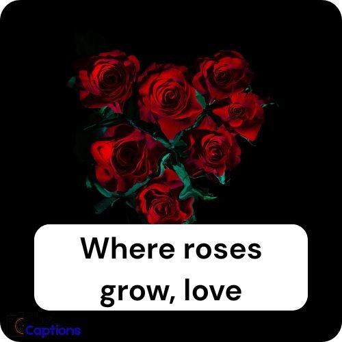Rose Captions For Instagram
